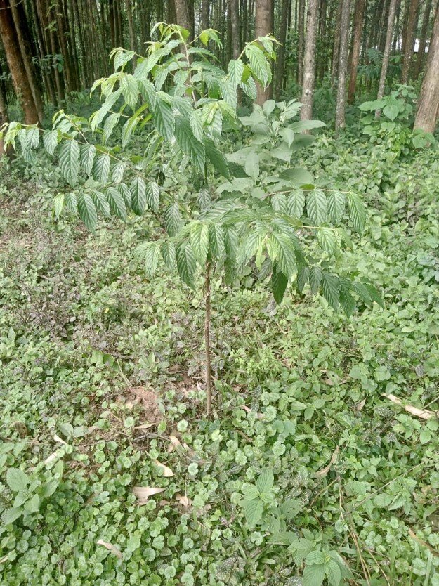 Unfurling Umbrella Tree