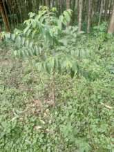 Unfurling Umbrella Tree