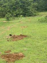 Newly transplanted seedlings