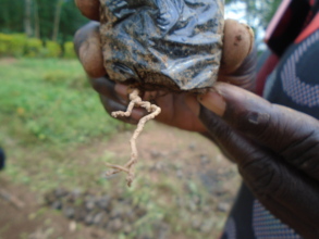 On-farm African Ginger (Mukombero)