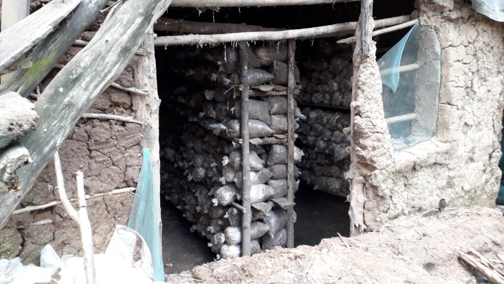 Mushroom House showing Substrate Sacks