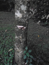 Mushrooms on Elgon Teak (Olea capensis) Trunk