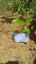 Elgon teak seedling