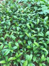Olea Welwitschii, Elgon Teak - a hardwood treasure