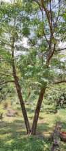 Olea africana (African Wild Olive)