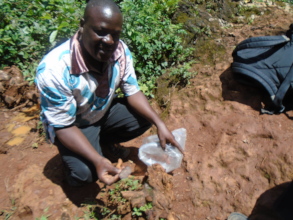 Collecting wild woodear spores