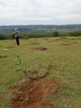 Newly planted seedlings