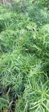 Podocarpus (Podo, Yew Pine, Buddhist Pine)