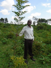 Maeopsis eminii (native), near Shikusa Prison