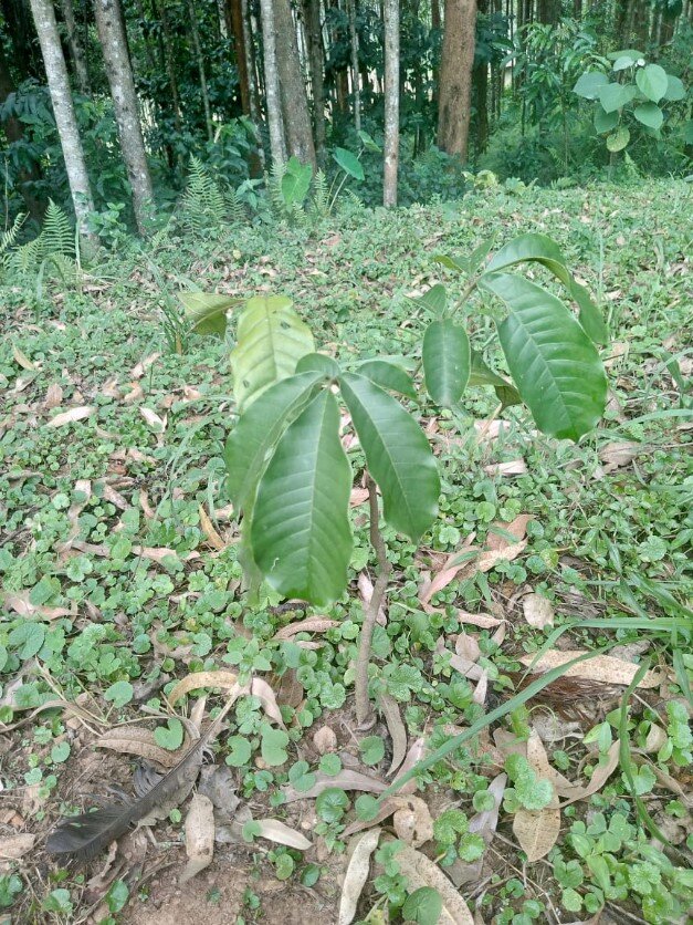 Natal Mahogany reaching Toddlerhood