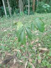 Natal Mahogany reaching Toddlerhood