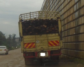 Illegal timber from the forest