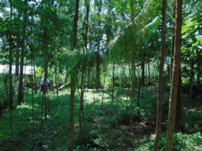 Mexican Weeping Pine (Pinus Patula) Iloro Farm