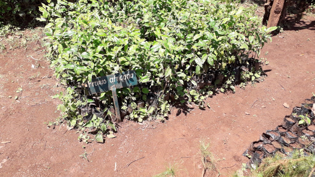 Kakamega Rainforest Restoration Project