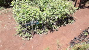 Tree Nursery