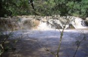 Kakamega Rainforest Restoration Project