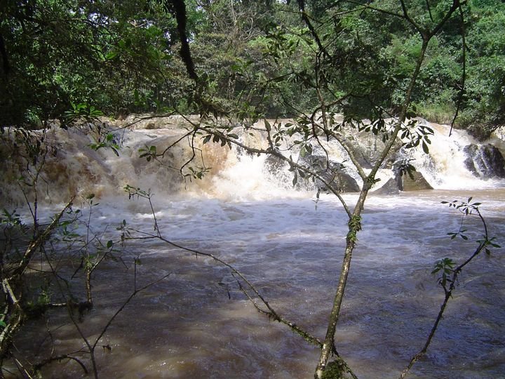 Kakamega Rainforest Restoration Project