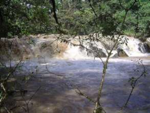 Kakamega Rainforest Restoration Project