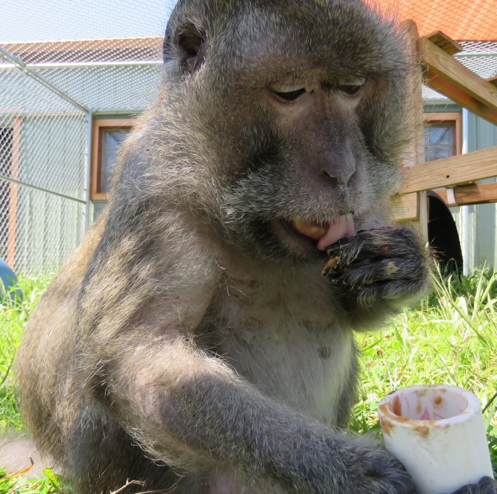 Fruit Trees for Retired Primates
