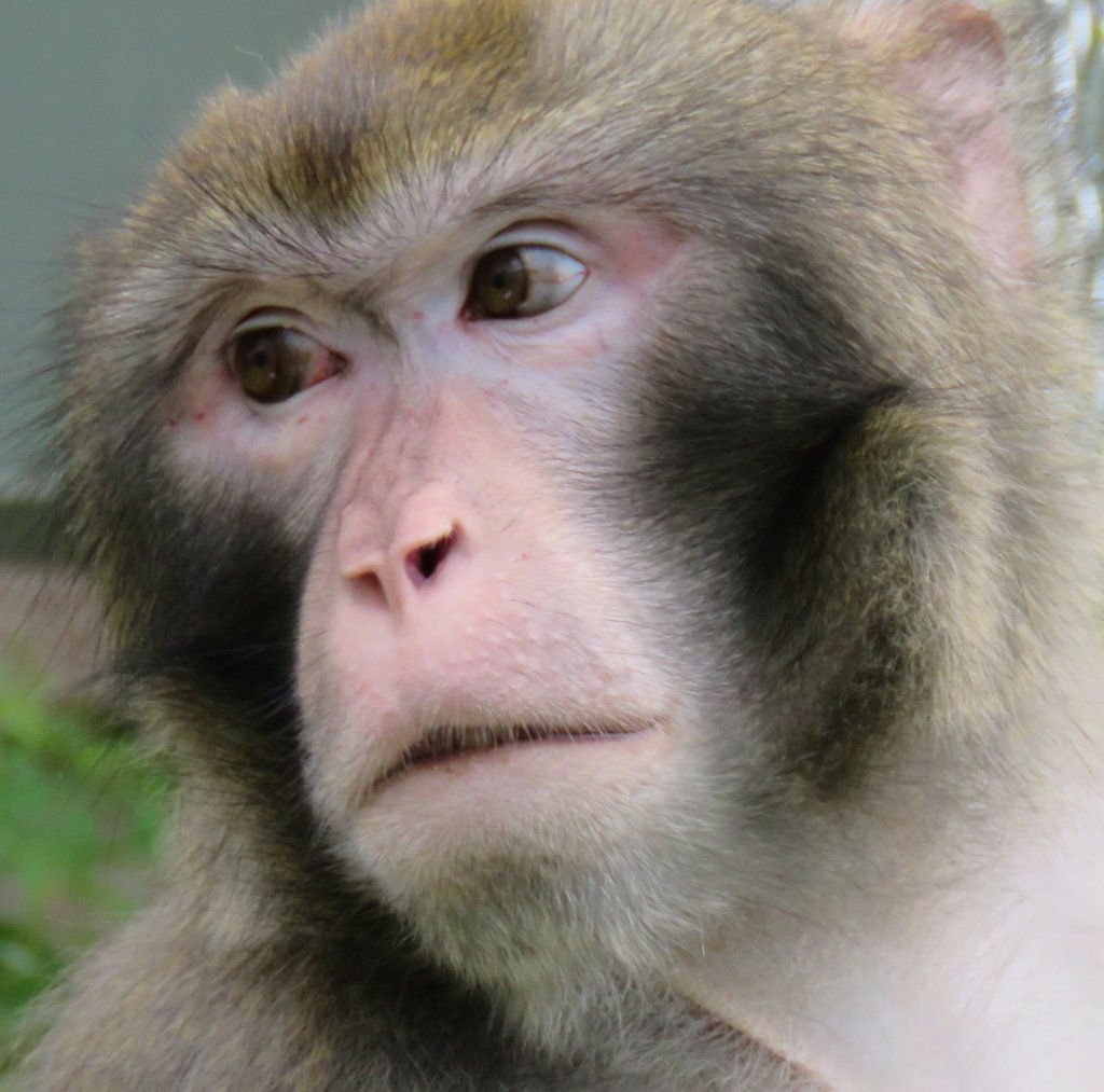 Fruit Trees for Retired Primates