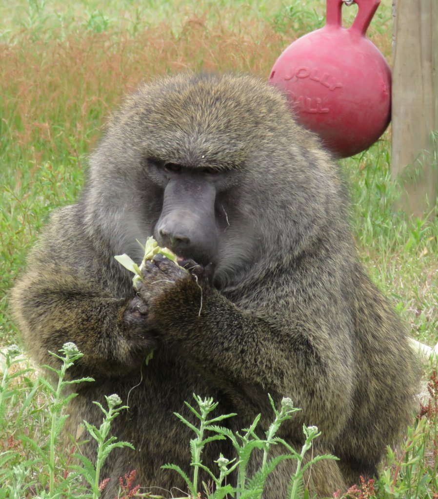 Fruit Trees for Retired Primates