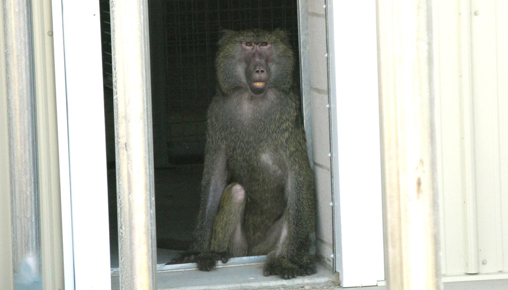 Fruit Trees for Retired Primates