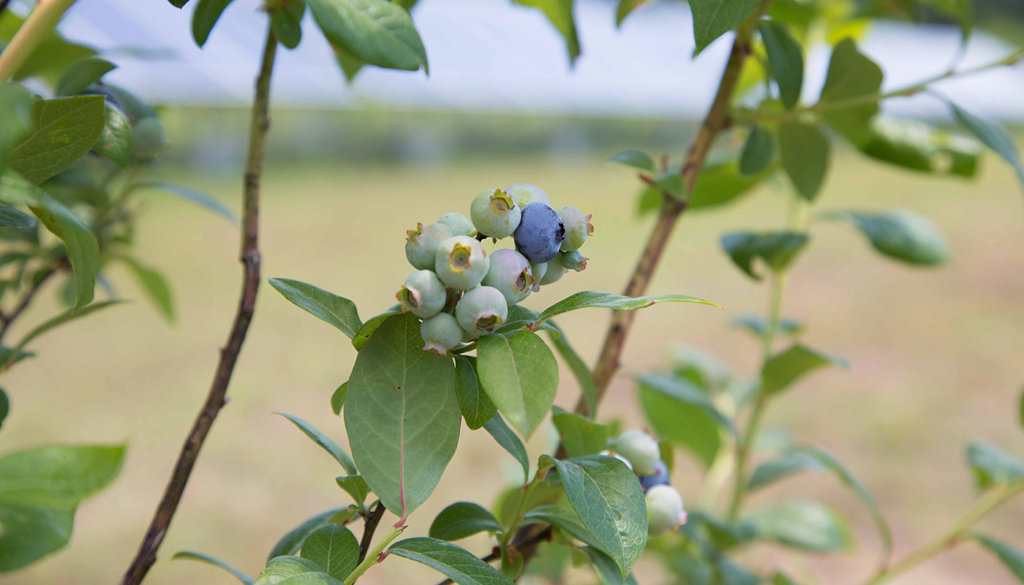 Fruit Trees for Retired Primates