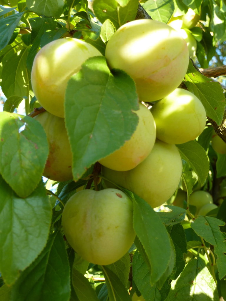 Fruit Trees for Retired Primates