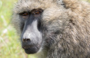 Fruit Trees for Retired Primates
