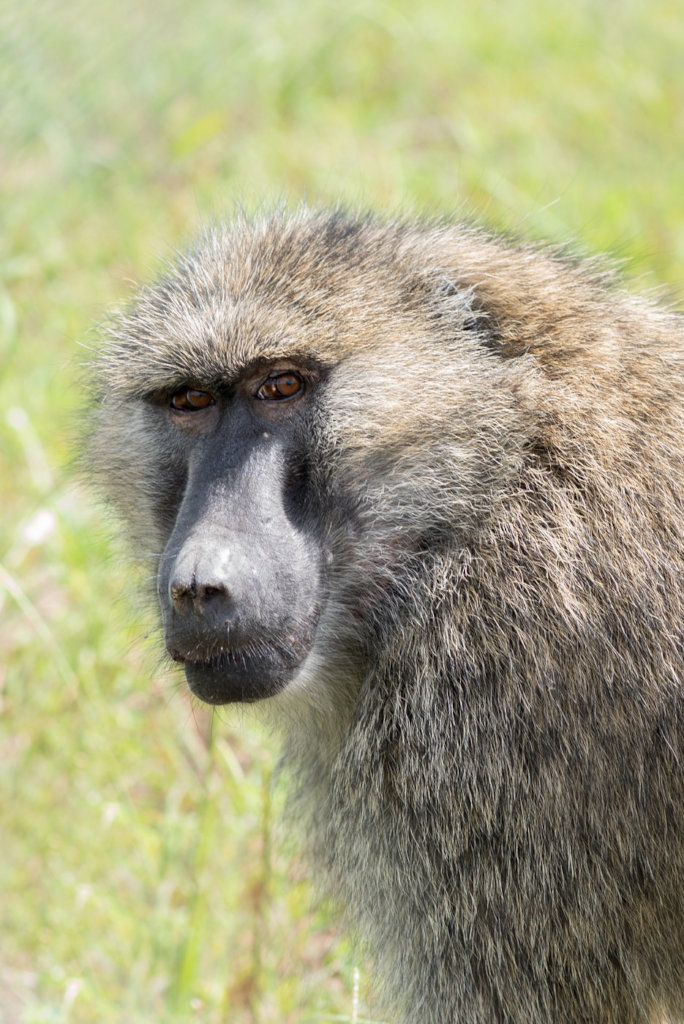 Fruit Trees for Retired Primates