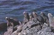 EcoTourism Visits the Galapagos Archipelago