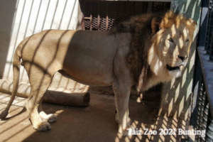 Water Basins for the animals in Taiz Zoo, Yemen