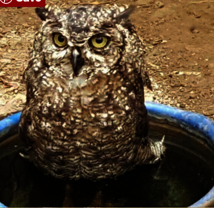 Water Basins for the animals in Taiz Zoo, Yemen