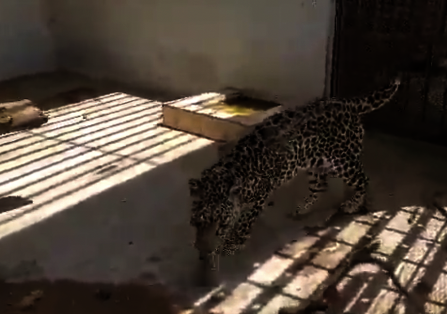 Water Basins for the animals in Taiz Zoo, Yemen