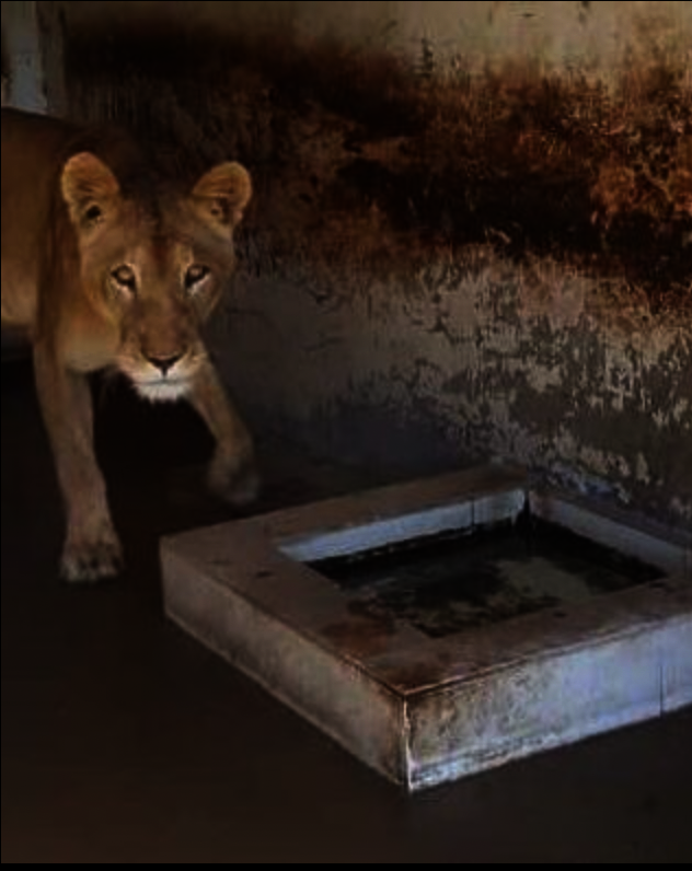 Water Basins for the animals in Taiz Zoo, Yemen