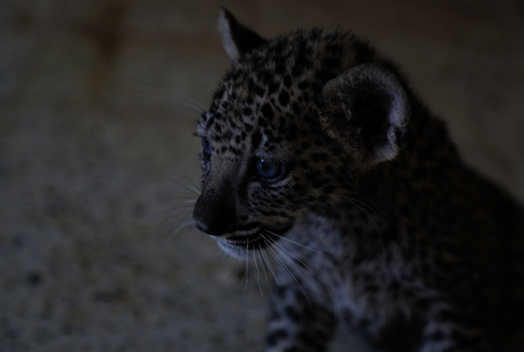 Water Basins for the animals in Taiz Zoo, Yemen
