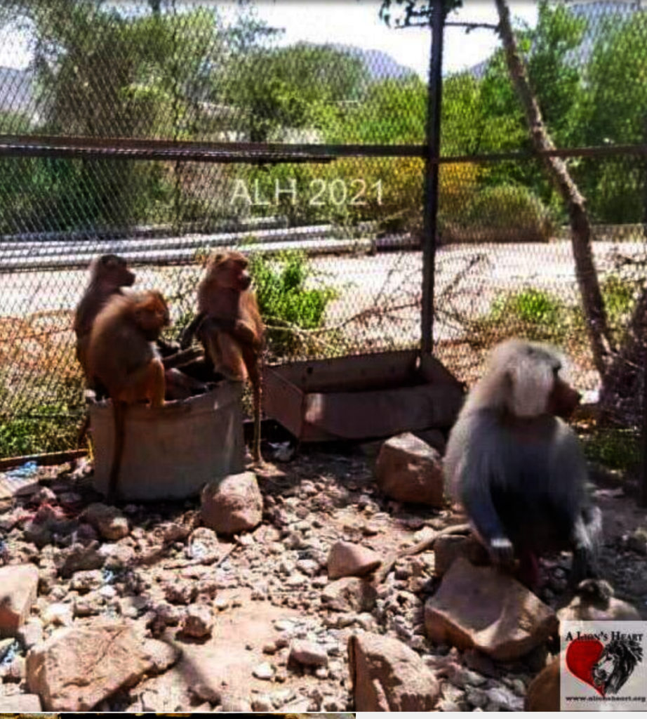 Water Basins for the animals in Taiz Zoo, Yemen