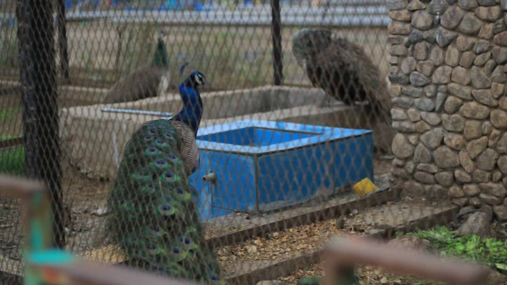 Water Basins for the animals in Taiz Zoo, Yemen