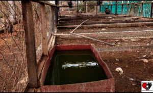 Water Basins for the animals in Taiz Zoo, Yemen