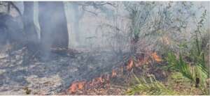 Human induced forest fires burning out of control