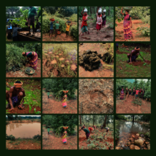 Planting Saplings for Odisha Elephants