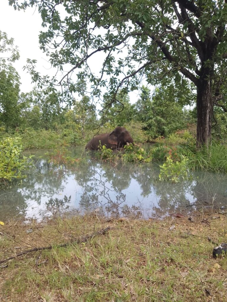 A bull elephant chills in our waterhole