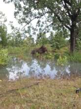 A bull elephant chills in our waterhole