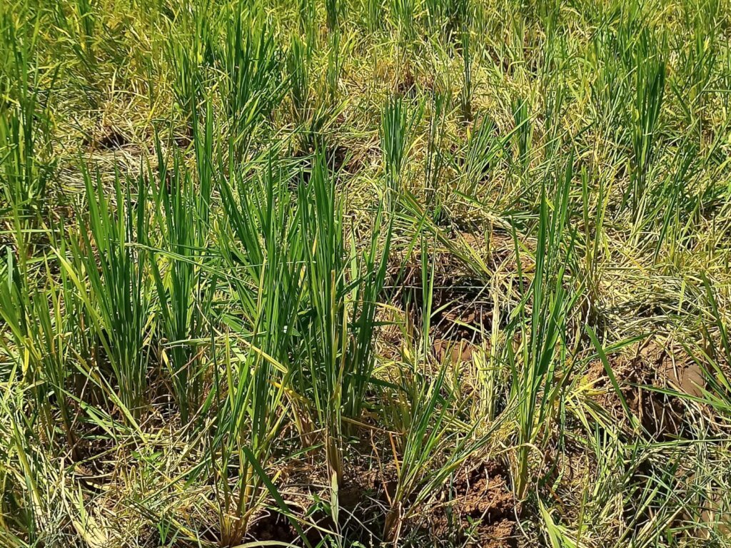Around 40 Elephants have Reclaimed their Lost Land