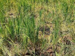 Around 40 Elephants have Reclaimed their Lost Land