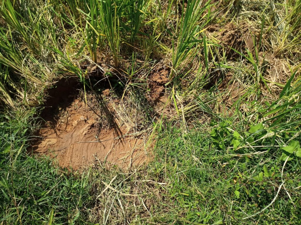 Elephant Footprint Speak Stories of Their Return