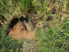 Elephant Footprint Speak Stories of Their Return