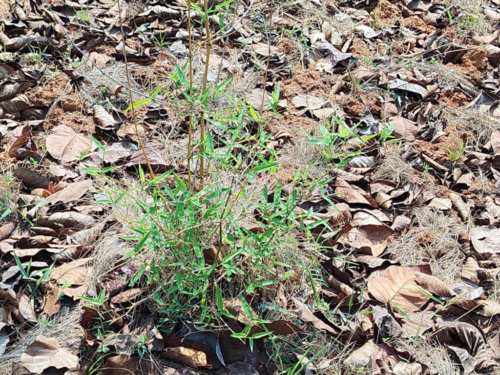Bamboo saplings are emerging in Balasore