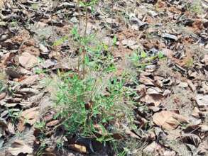 Bamboo saplings are emerging in Balasore