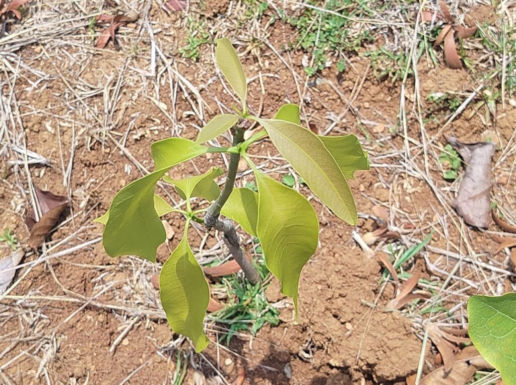 Mango saplings are growing well